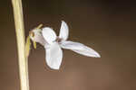 White lobelia